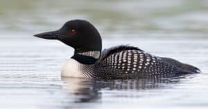 Where Do Loons Go in the Winter? Picture