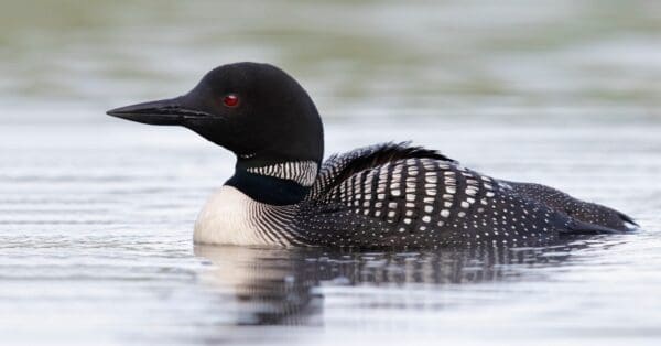 Discover the Official State Animals of Minnesota - A-Z Animals