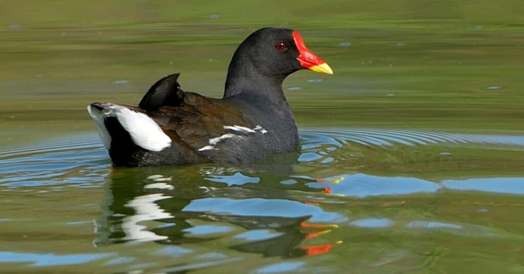 Birds that look like ducks: Common Moorhen