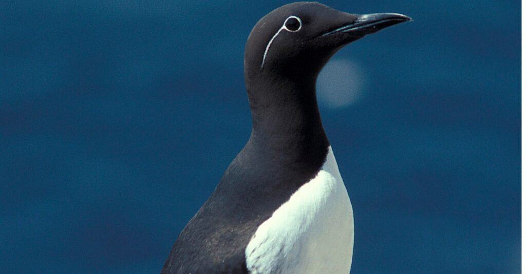 Birds that look like penguins: Common Murre