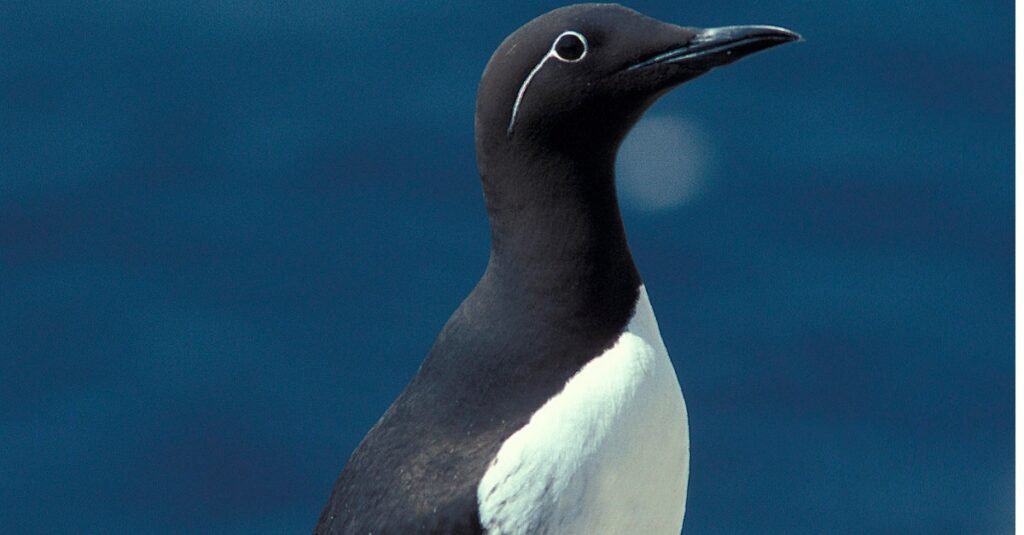 5 Birds That Look Like Penguins - A-Z Animals