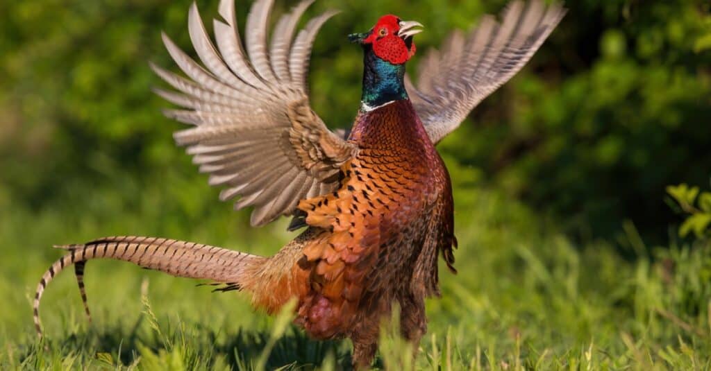 pheasants in flight