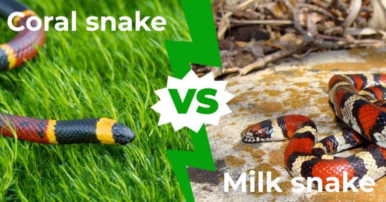 Coral Snake vs Milk Snake