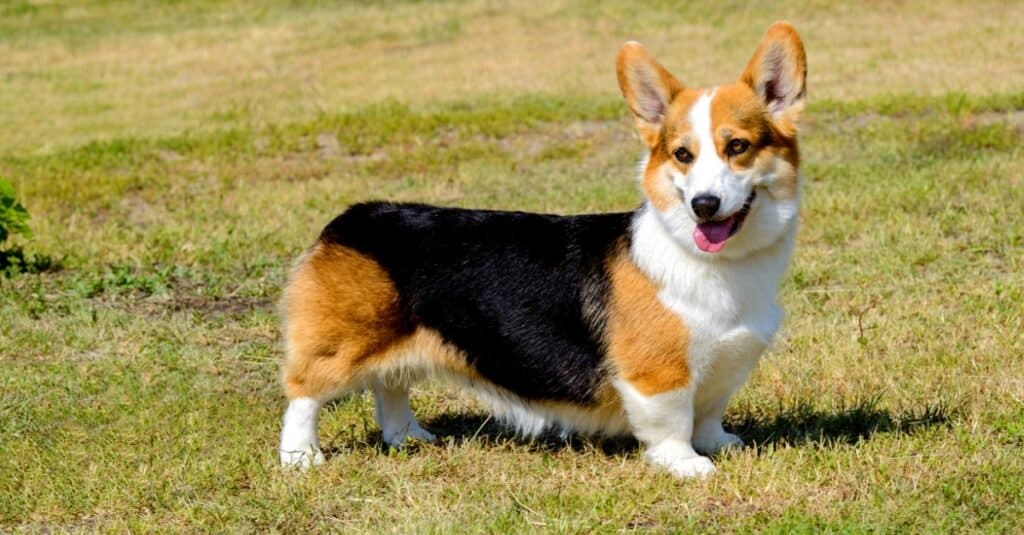 Corgi standing on the grass and sticking out its tongue