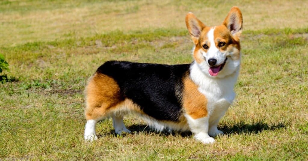 what is the lifespan of a corgi mix