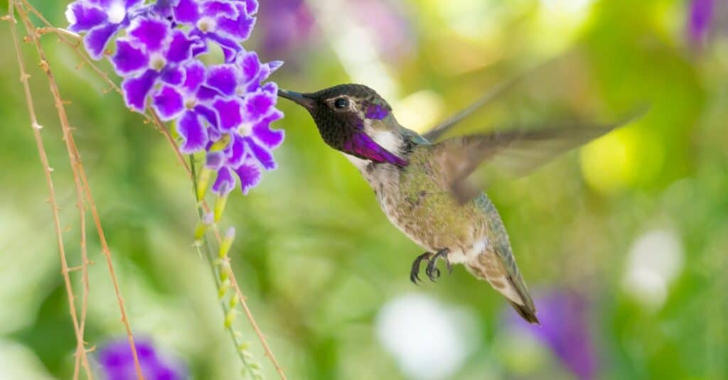 Costas hummingbird in flight, sucking nectar from flower