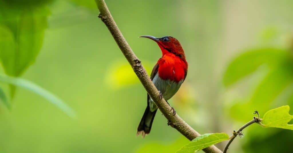 Birds that are red: Crimson Sunbird