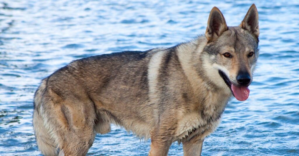 do czechoslovakian wolf dogs make good pets