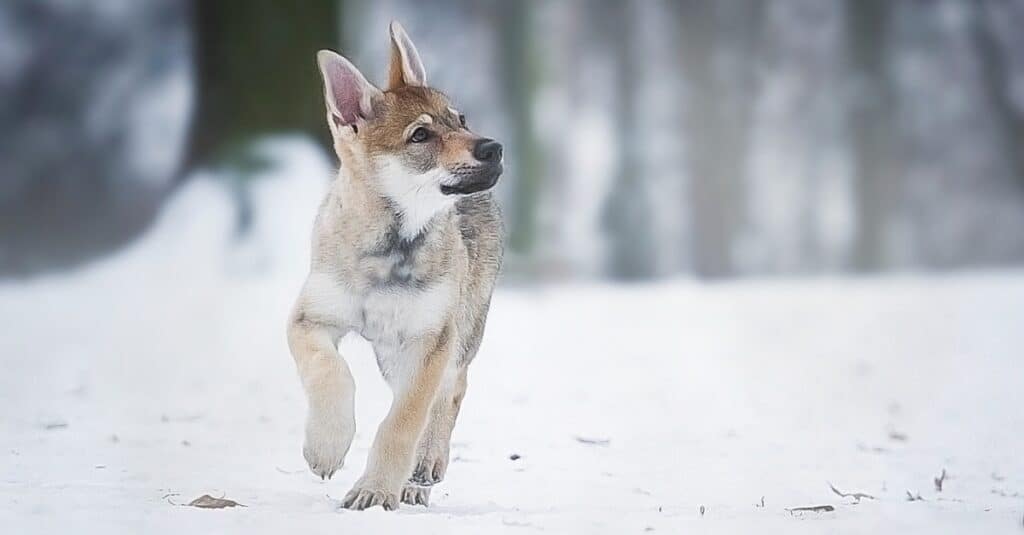 Czech wolfdog puppy for 2024 sale