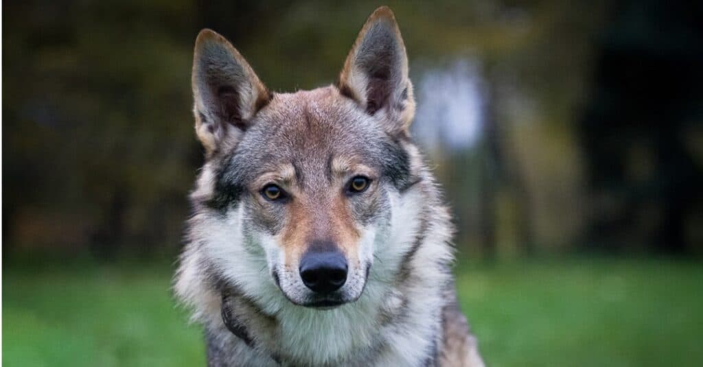 Czechoslovakian Wolfdog close up