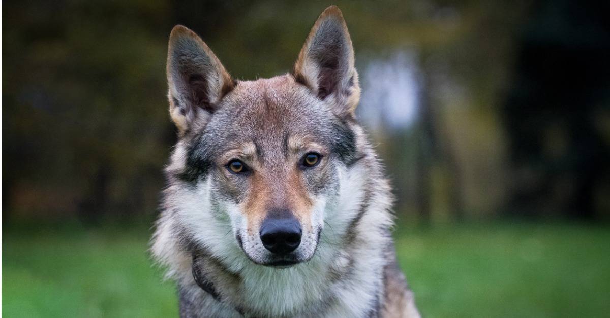 Czechoslovakian Wolfdog Pictures - AZ Animals