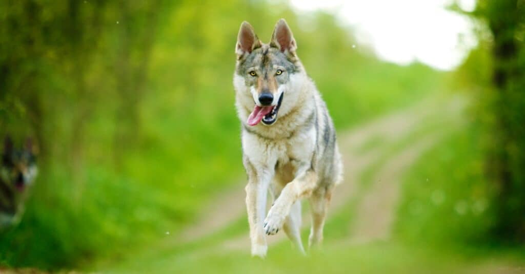 Czechoslovakian Wolfdog running down a path