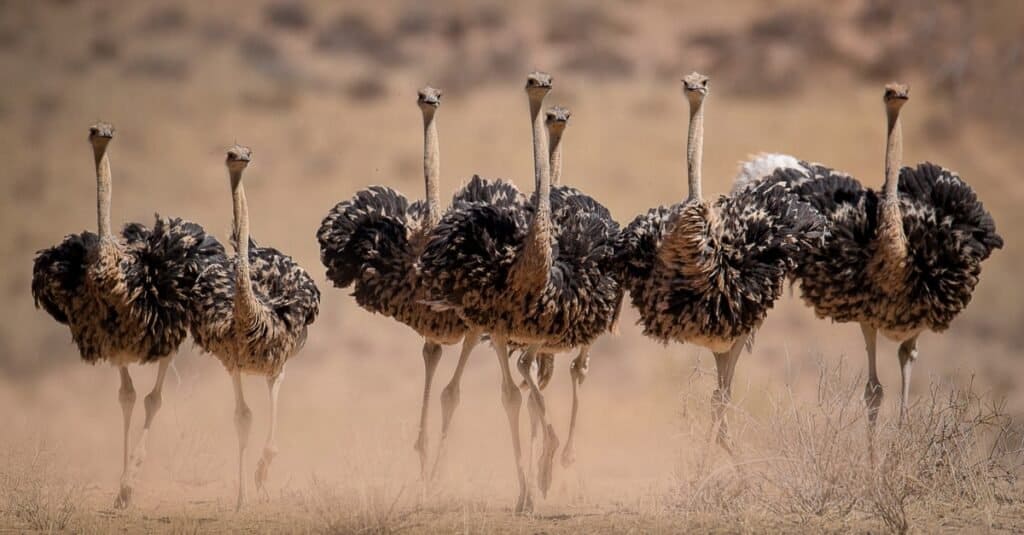 Cassowary vs Ostrich