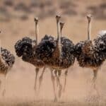 Ostrich hens are kicking up dust as they try to escape the cocks during mating season in the Kgalagadi, South Africa.