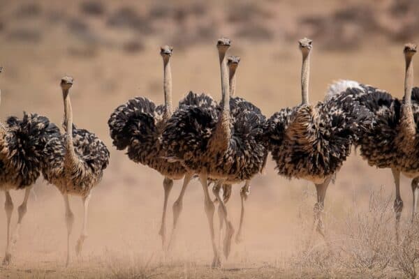 Ostrich hens are kicking up dust as they try to escape the cocks during mating season in the Kgalagadi, South Africa.