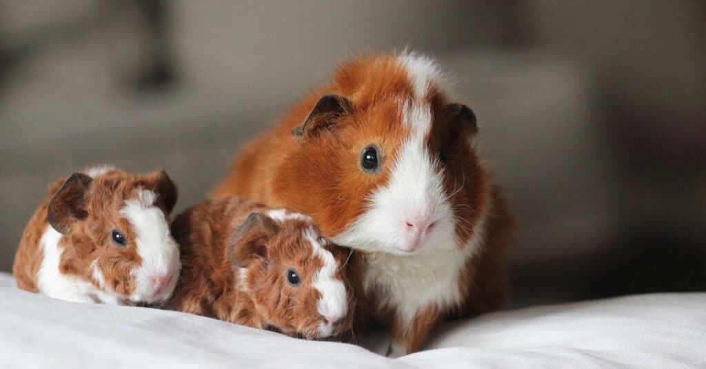 Do Female Guinea Pigs Have Periods