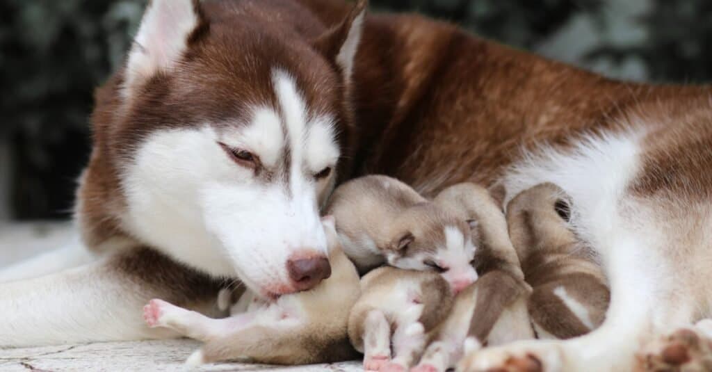 A Siberian Husky licking its puppies