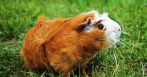 Do Female Guinea Pigs Have Periods? Picture