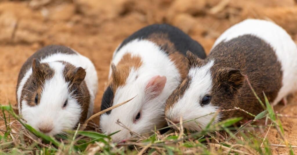 Do Guinea Pigs Bite