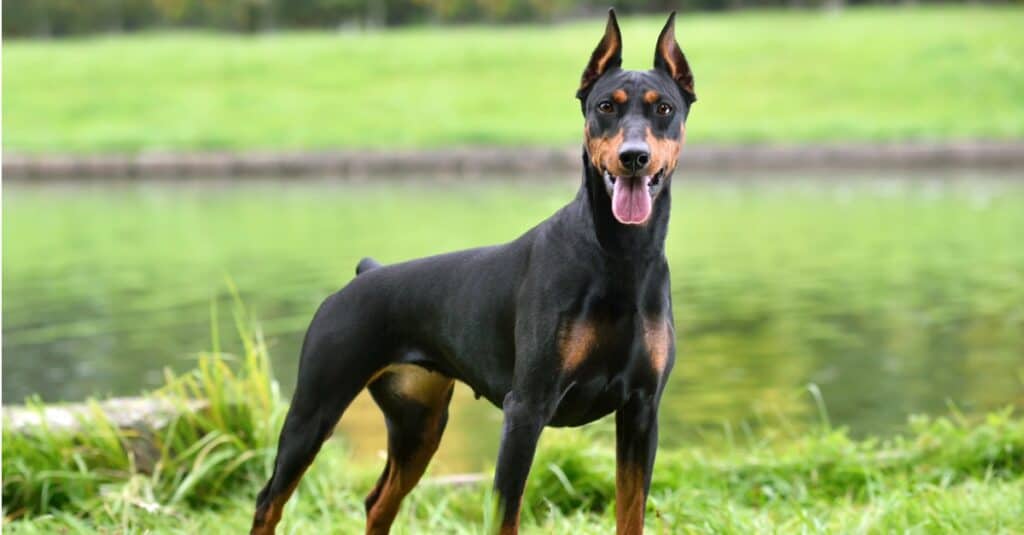 Doberman pinscher standing tall with ears straight up