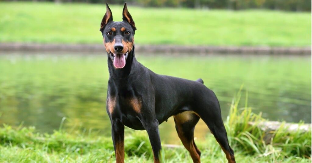 Doberman pinscher standing tall with ears straight up