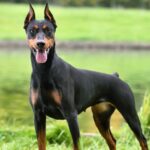 Dobermans were first bred by a tax collector. 