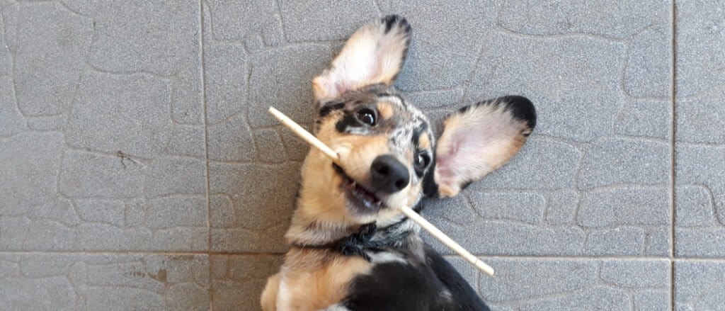 Dorgi puppy with stick in mouth