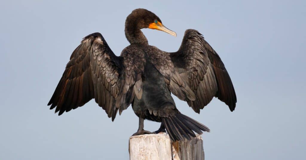 Double-crested cormorants are large birds with black or dark brown plumage and a dull green hue. 