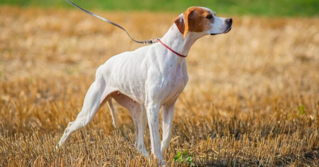 English pointer