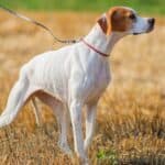 Red and white English Pointer in the field. They are great for tracking small prey and, unlike many other hunting dogs, their responsibility and instinct is to point to the game—not to retrieve.