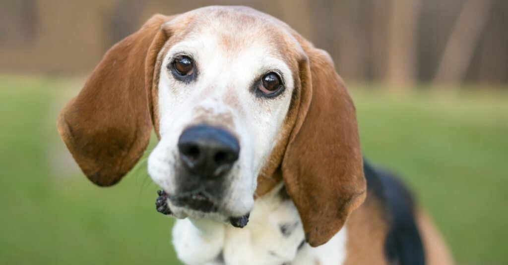 close up of an English foxhound