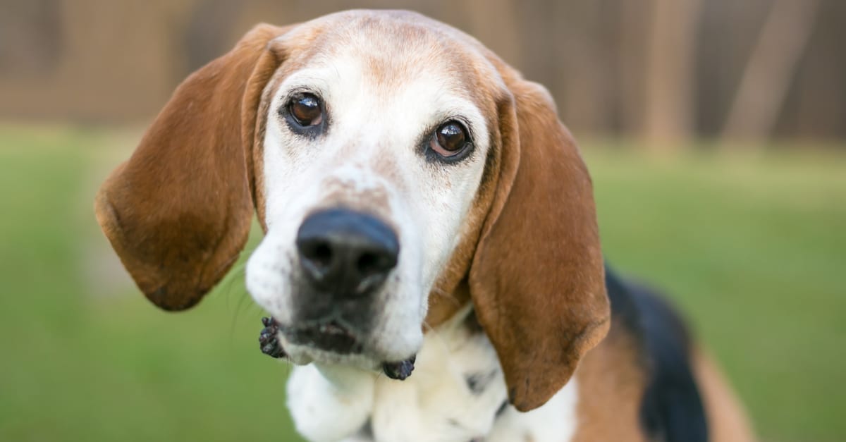 Types of Hound Dog Breeds - IMP WORLD