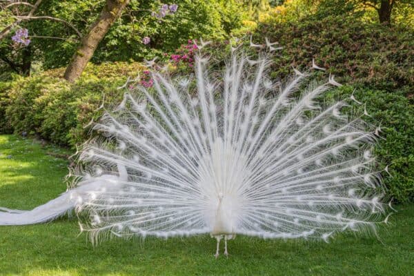 A white peacock shows off and displays his feathers in full.