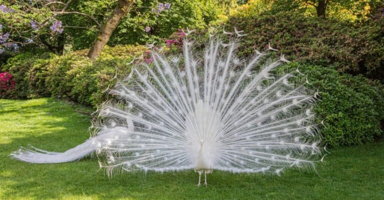 Most Expensive Birds-White Peacock
