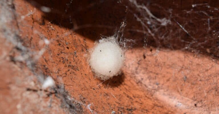 False widow spider egg sack.