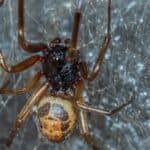 Noble false widow
