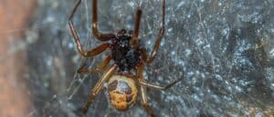 False Widow Spider