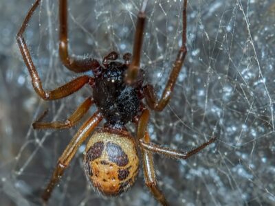 A Steatoda grossa