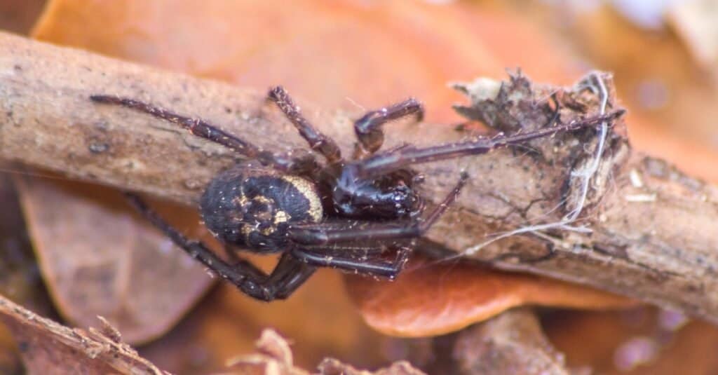 The false widow spider has started to spread across the UK and is thought of as being very dangerous, which could be giving the spider a bad reputation.