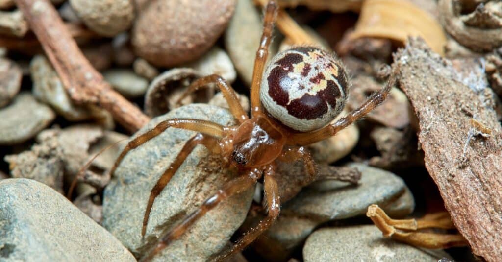 False widow spider sitting on a small rock.