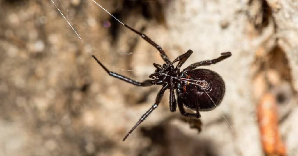 Beautiful example of a False Widow spider. This species is also dangerous to humans but not life threatening as is the case with the Black Widow or Black Button Spider.