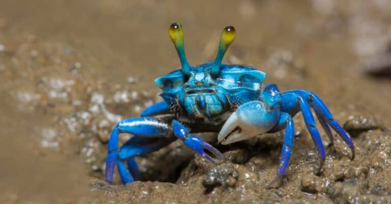Blue Fiddler crabs, Beautiful Ghost crabs.