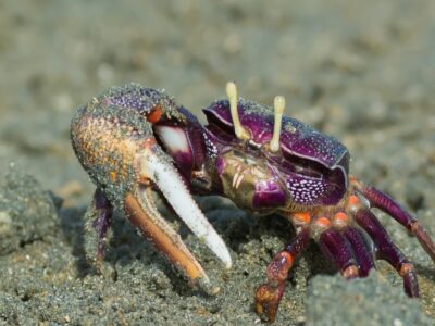 A Fiddler Crab