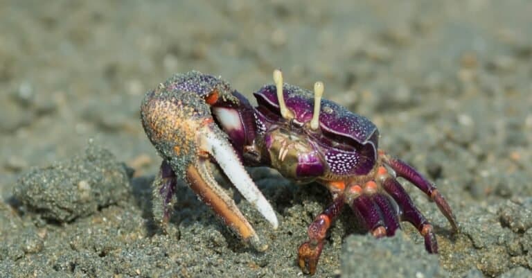 Male purple Fiddler Crab from West Africa filtering sand.