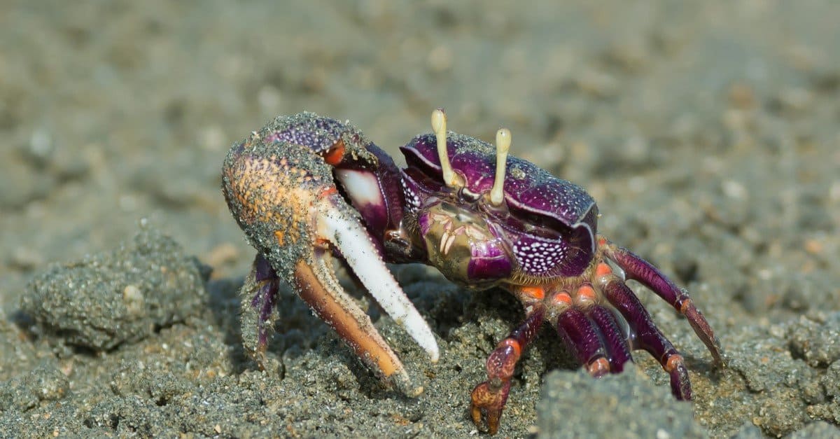 Fiddler Crab Animal Facts - A-Z Animals