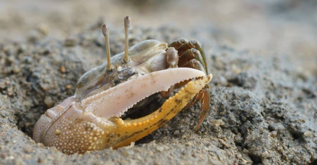 Northern Fiddler Crab sitting at its hole on a marine mudflat in Hong Kong.