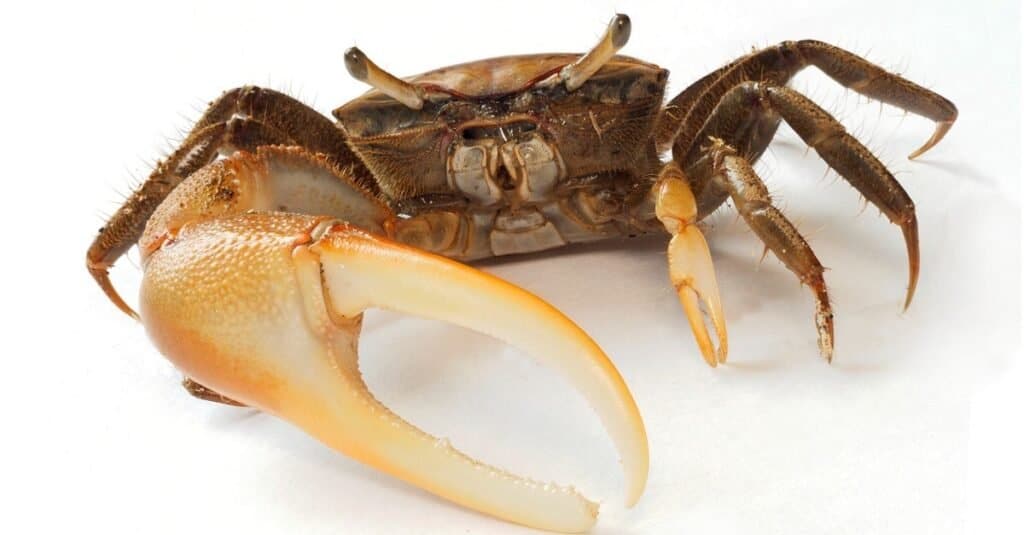 Fiddler crab isolated on a white background.