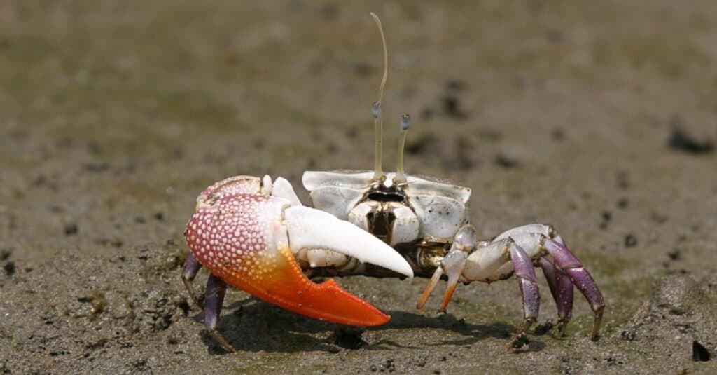 Fiddler crab from Panama sitting on the sand showing off his one large pincer claw. 