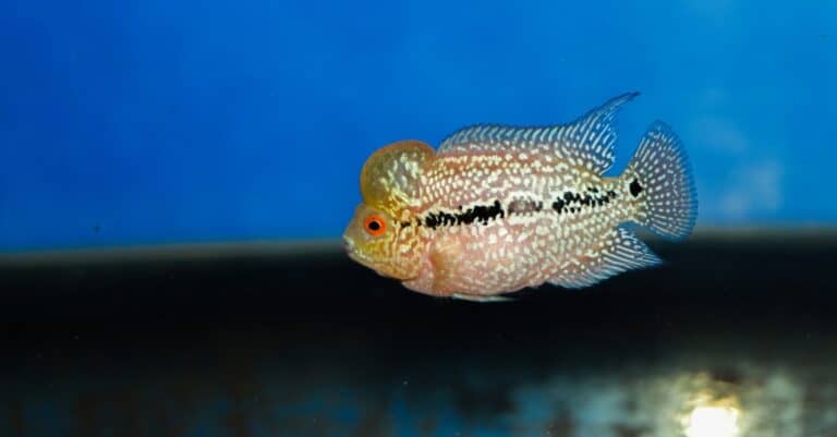Baby flowerhorn fish in water tank.