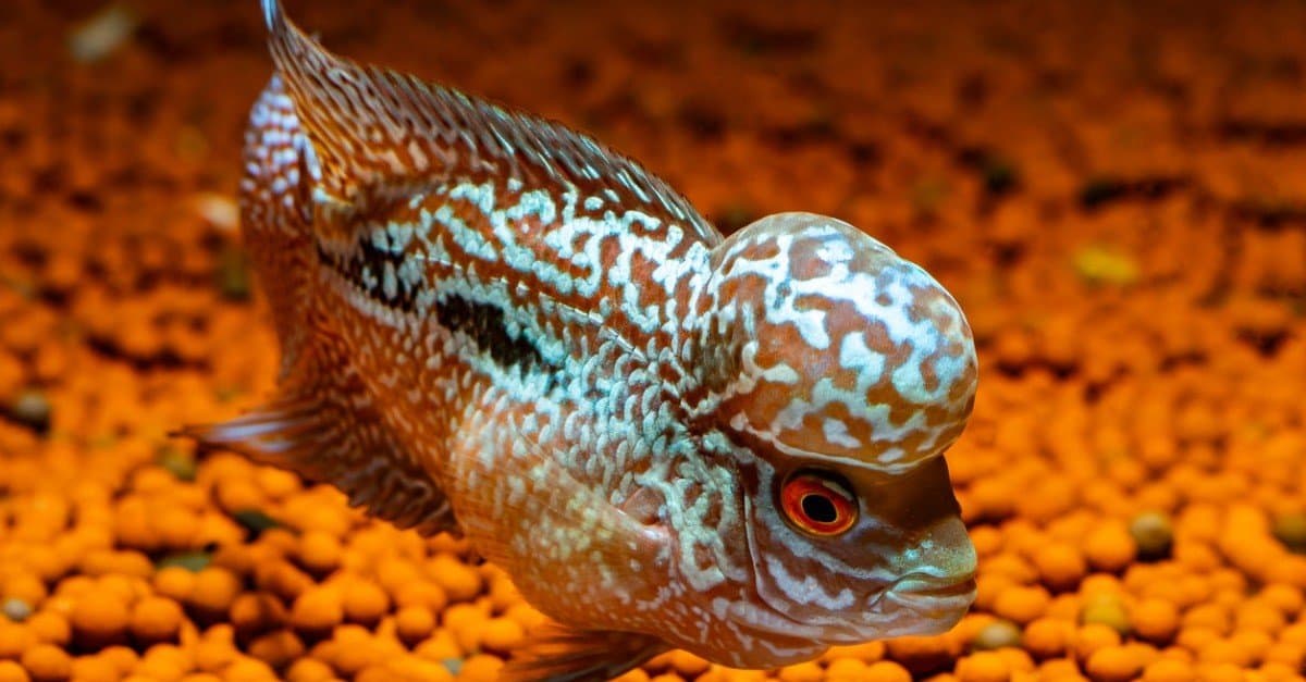 Blue Flowerhorn Cichlid in a beautiful aquarium.